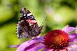 Red Admiral