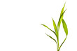 Bamboo leaf with space for text