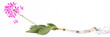 Orchidee dendrobium