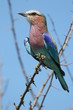 Bunter Vogel