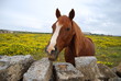 cavallo