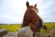 cavallo