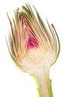 anima carciofo