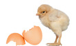 Little yellow chicken with a egg Little yellow chicken with a egg