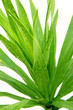 Yucca növényi biofilm lapos, fehér, háttér