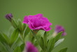 Petunia Petunia