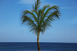 Palme
