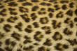 leopard fur texture