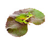 Green frog on leaf