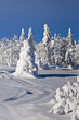 Winterwald