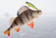 Perch hanging on hooks Perch hanging on hooks