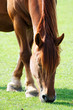 Horse Feeding Closeup