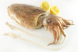 cuttlefish cuttlefish