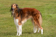 Borzoi, elegant hound, standing to attention