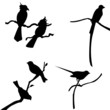 bird silhouettes bird silhouettes
