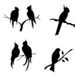 bird silhouettes bird silhouettes