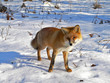 Red fox 36