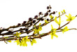 spring blooming twigs isolated