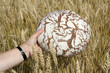 Brotlaib und Weizenähren