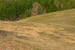 prateria in collina Toscana