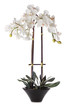 Orchids