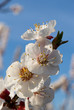 fleurs printannières d'abricotier