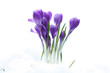 Krokusse im Schnee
