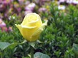 Yellow rose