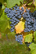 Blue grapes