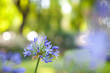 blue flower