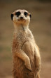 watching meercat