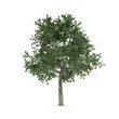 Tree. Tree.