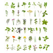 Large Herb Leaf and Flower Collection