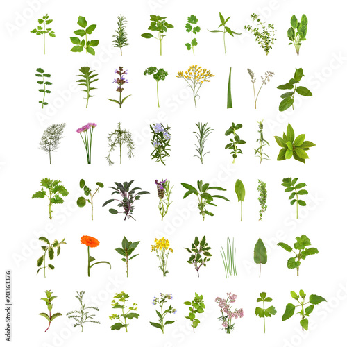 Photo: Large Herb Leaf and Flower Collection Large Herb Leaf and Flower Collection