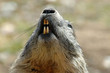 Marmotta