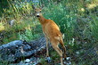 capreolus