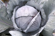 Rotkraut - Rotkohl