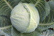 Weißkraut - Weißkohl