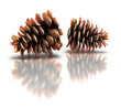 pine cones with reflection isolated on a white background