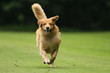 Hund