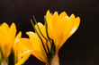 Krokus 01