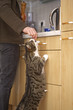 Katze beim Futter-Betteln in der Küche