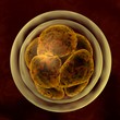 dividing zygote