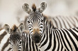 Foto: Wild Zebra Wild Zebra