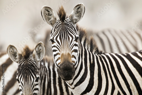 Photo: Wild Zebra Wild Zebra