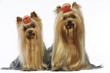 ceux yorkshire terriers dans la même posture - mimétisme ceux yorkshire terriers dans la même posture - mimétisme