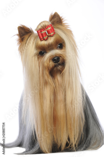 Photo: yorkie de face debout en studio sur fond blanc yorkie de face debout en studio sur fond blanc