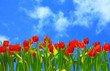 Tulpenfeld