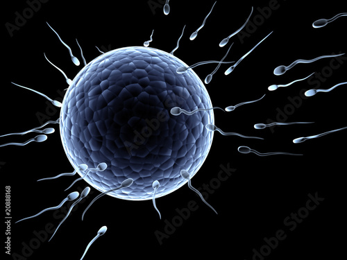 Illustration: Spermatozoons, floating to ovule Spermatozoons, floating to ovule