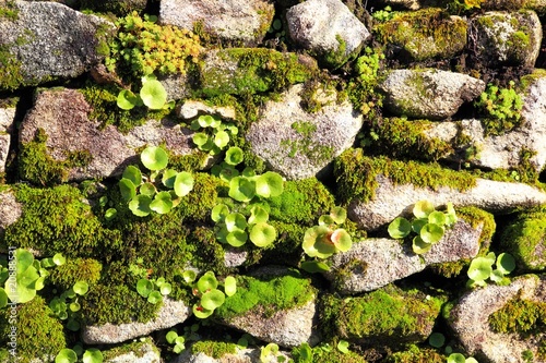 Background Natur Steine Mauer Moos Flechten
